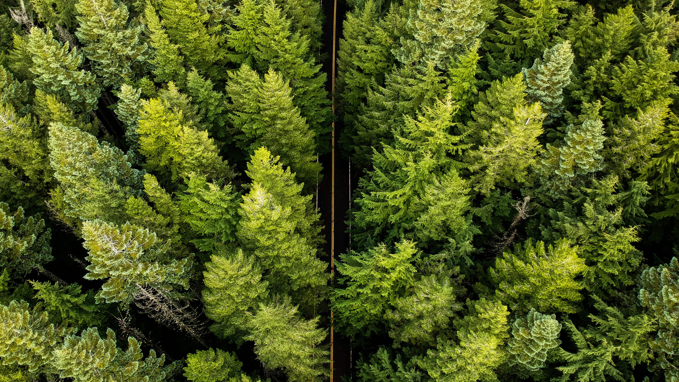 Road running through the forest