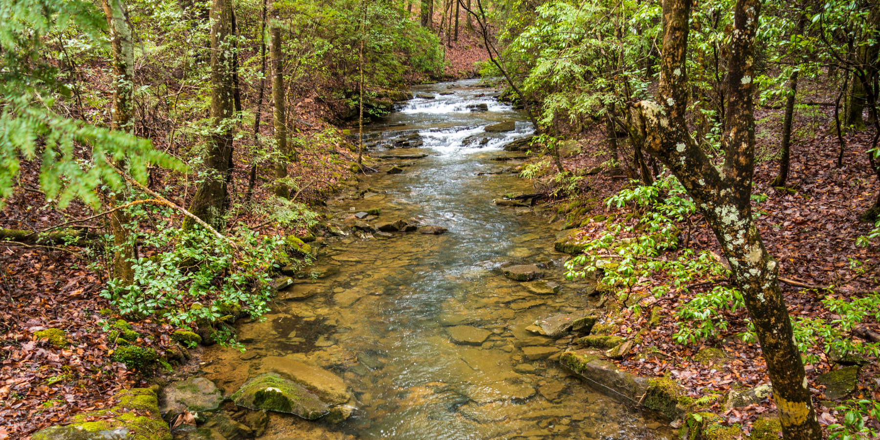 Creek in the woods
