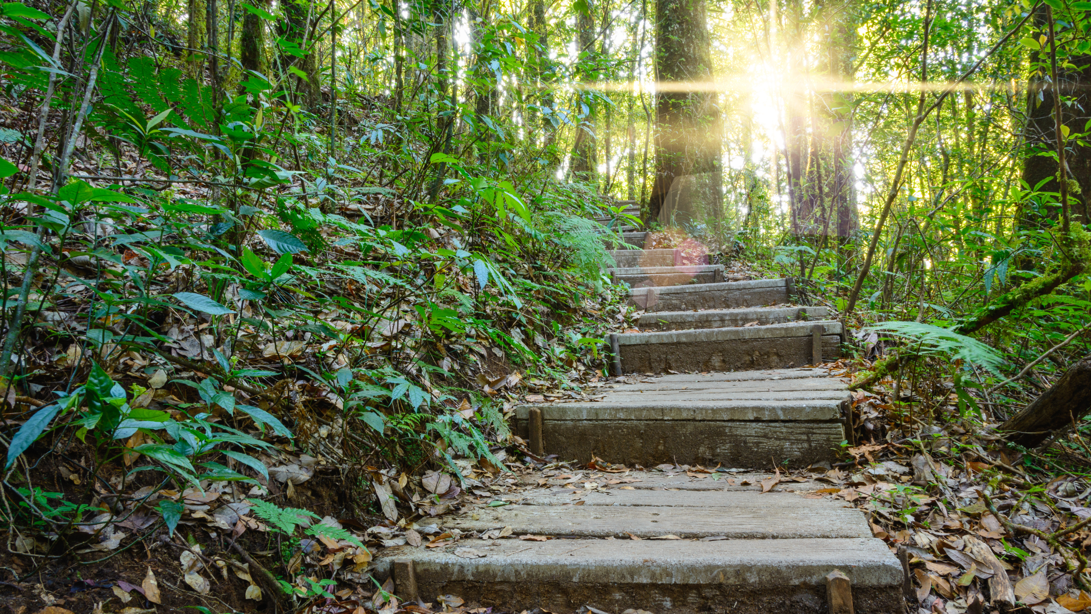 Hiking trail