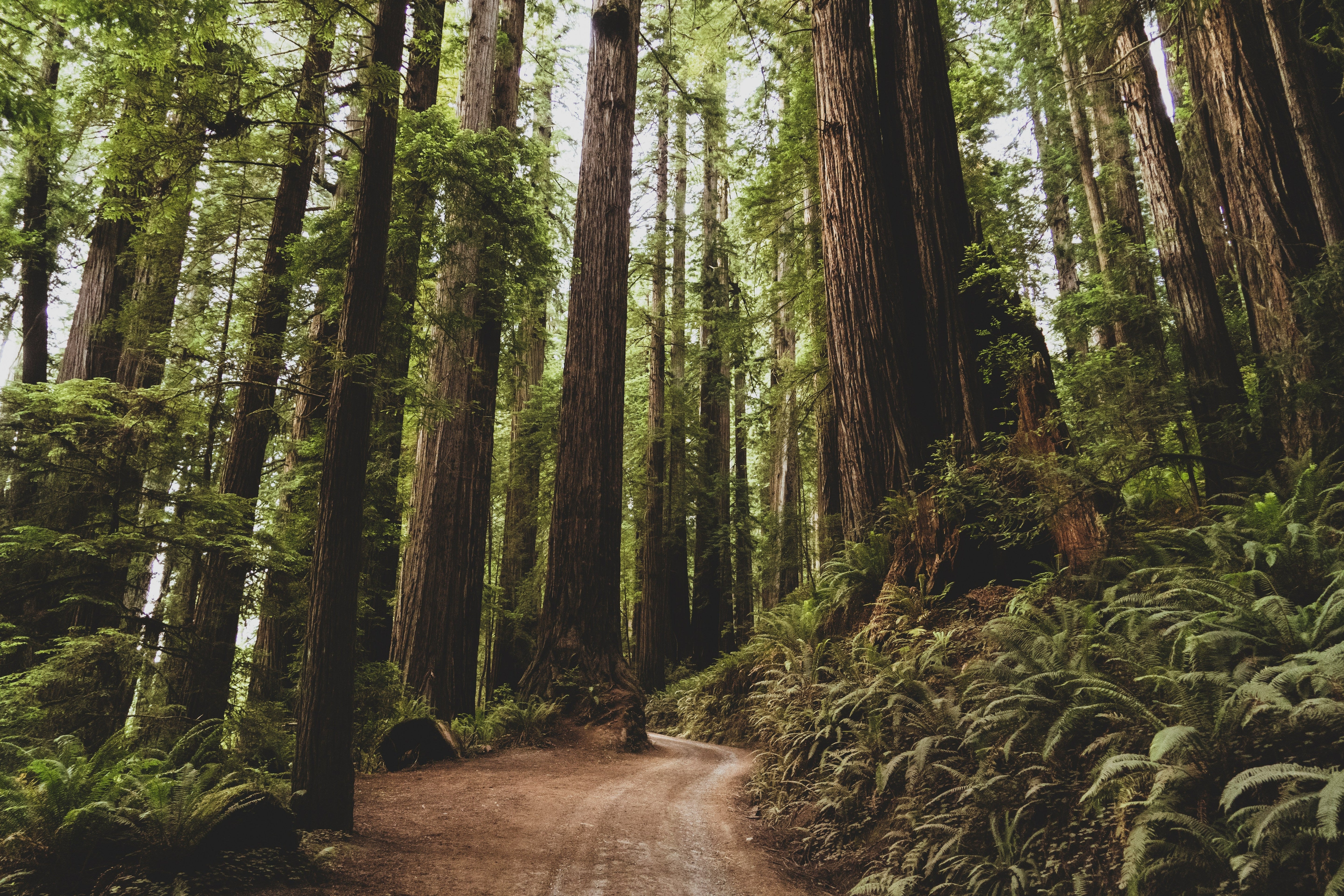 Forest trail