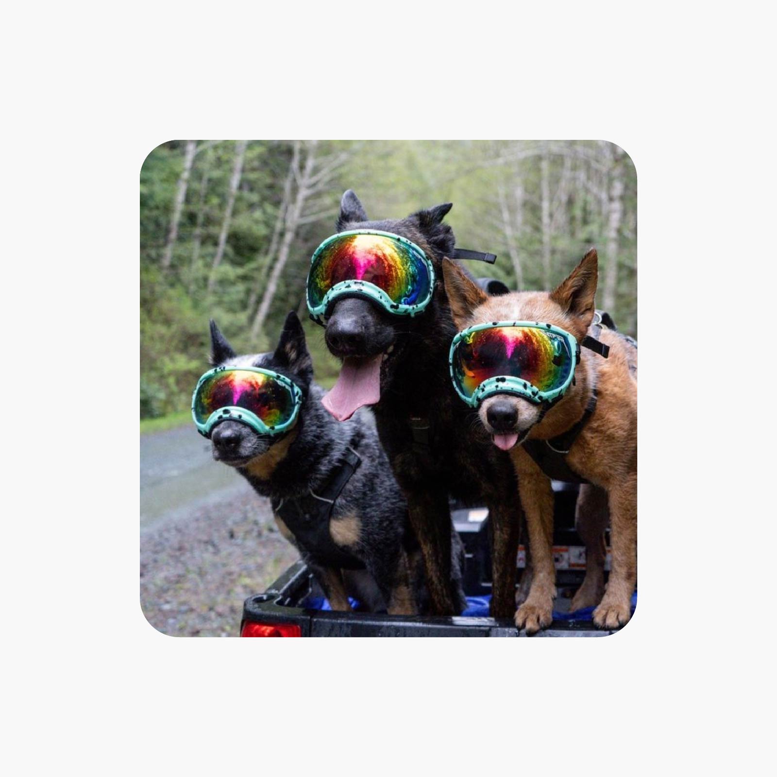 Dogs wearing goggles